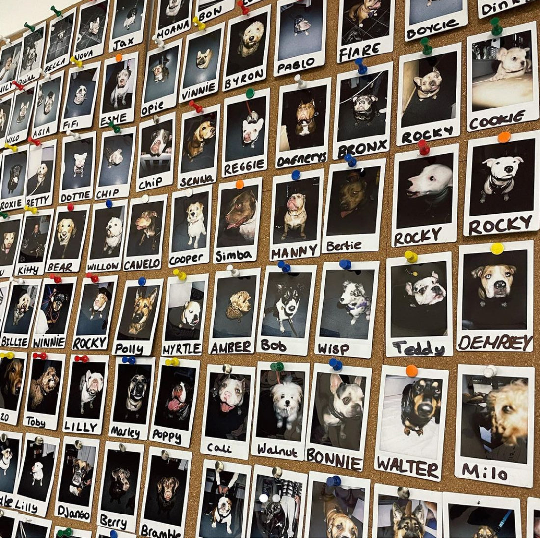 The Dog House Horsham